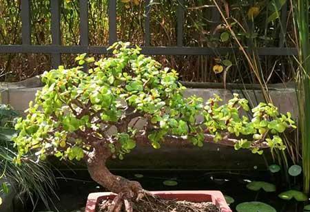 适合养在阳台的花