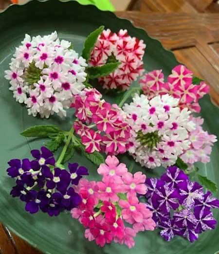 适合养在阳台的花