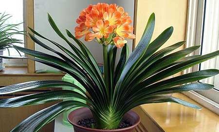 适合养在阳台的花