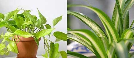 适合养在阳台的花