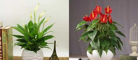 适合养在阳台的花