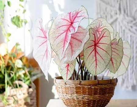 适合养在阳台的花