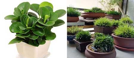 适合养在阳台的花