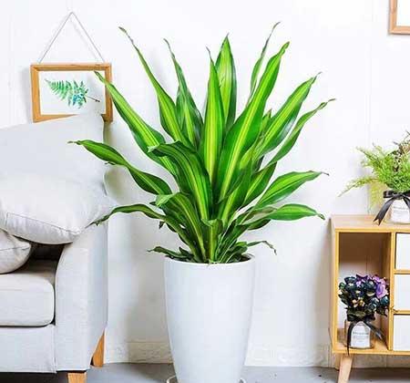 适合养在阳台的花