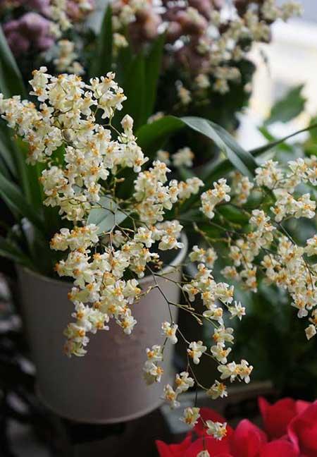 适合养在阳台的花