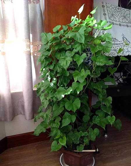 适合养在阳台的花