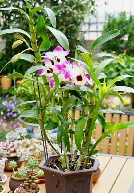 适合养在阳台的花