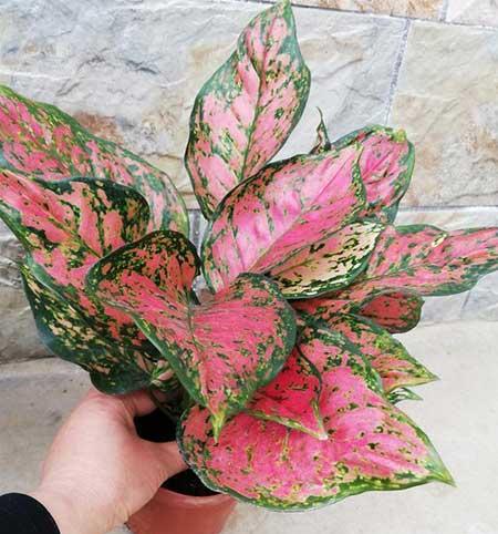 适合养在阳台的花