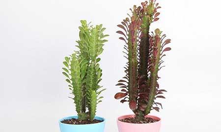 适合养在阳台的花