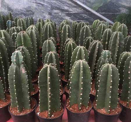 适合养在阳台的花