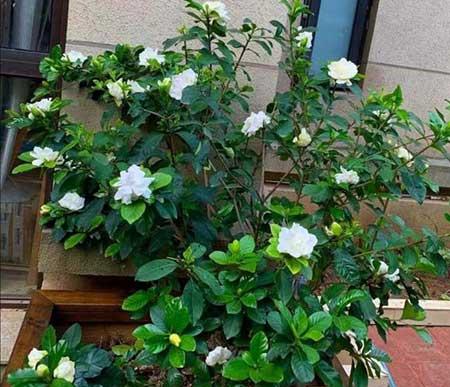 适合养在阳台的花