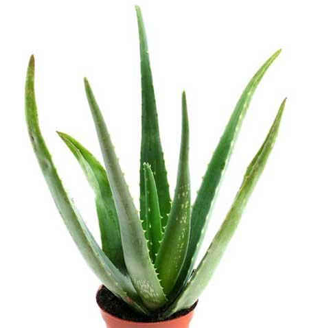 适合养在阳台的花