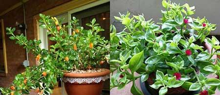 适合养在阳台的花