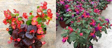 适合养在阳台的花