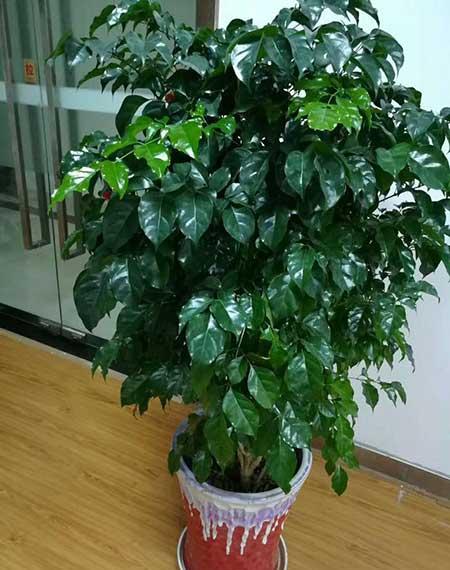 适合养在阳台的花