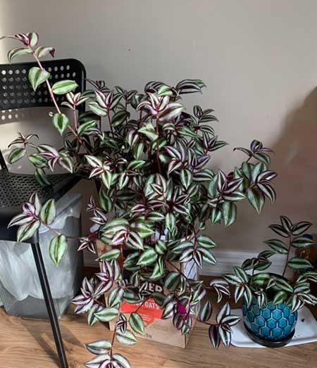 适合养在阳台的花