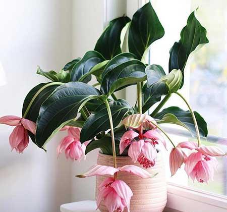 适合养在阳台的花