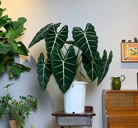 客厅养什么绿色的植物最好