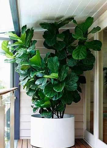 客厅养什么绿色的植物最好