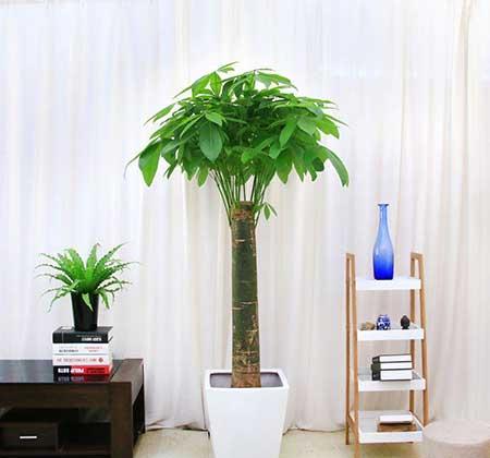 客厅养什么绿色的植物最好