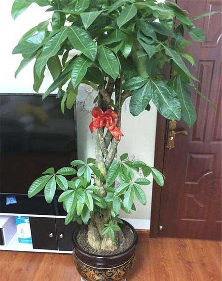 客厅养什么绿色的植物最好