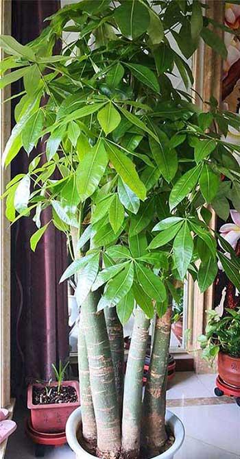 客厅养什么绿色的植物最好