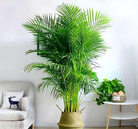 客厅养什么绿色的植物最好