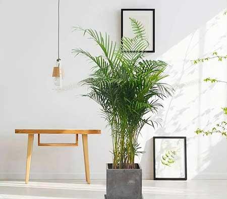 客厅养什么绿色的植物最好