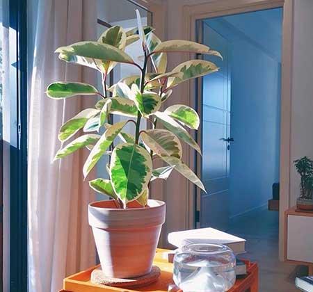 客厅养什么绿色的植物最好