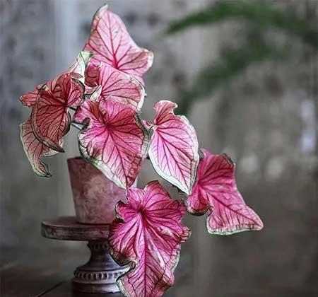 客厅养什么绿色的植物最好