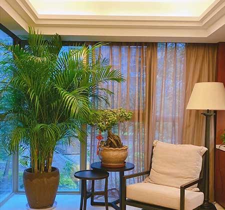 客厅养什么绿色的植物最好