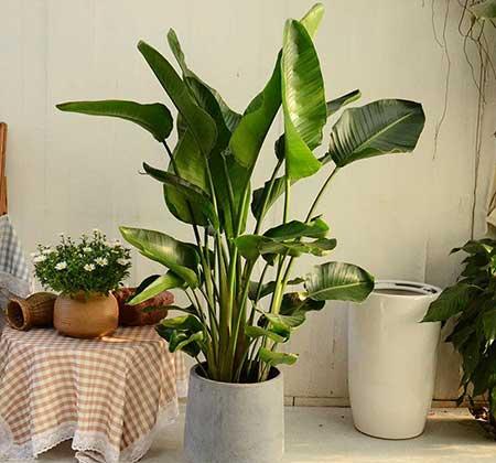 客厅养什么绿色的植物最好