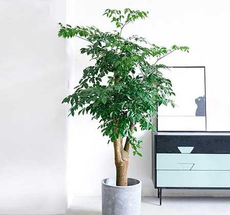 客厅养什么绿色的植物最好