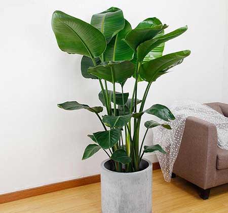 客厅养什么绿色的植物最好