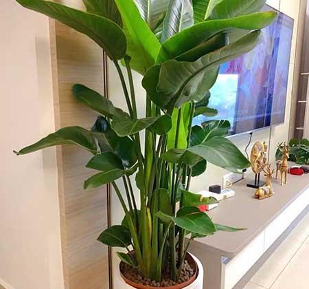 客厅养什么绿色的植物最好