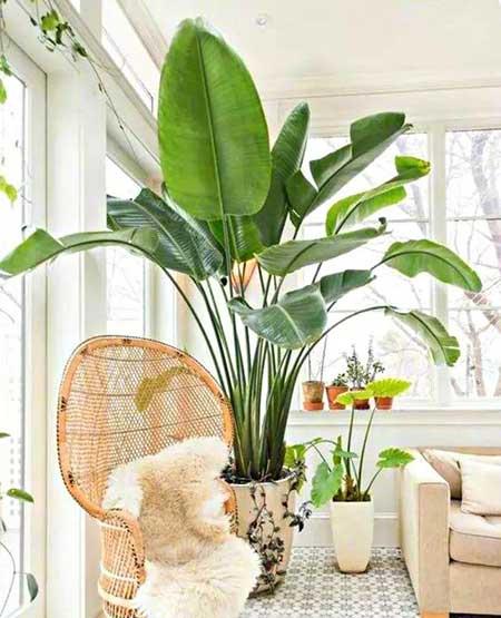 客厅养什么绿色的植物最好