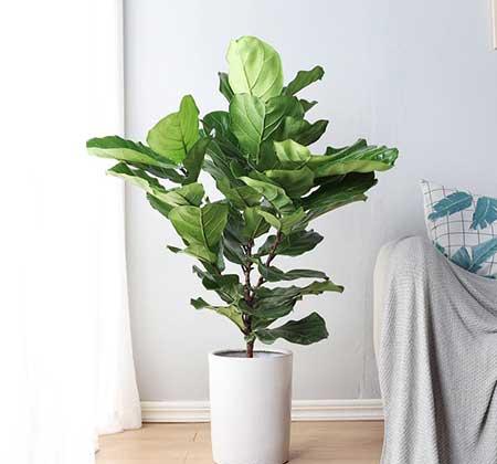 客厅养什么绿色的植物最好