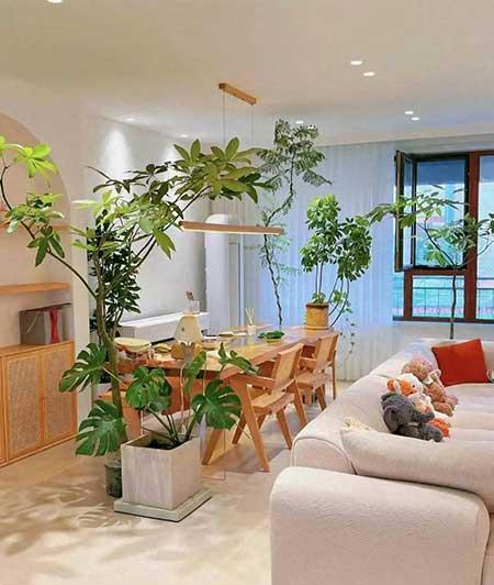 好养活的大叶客厅绿植