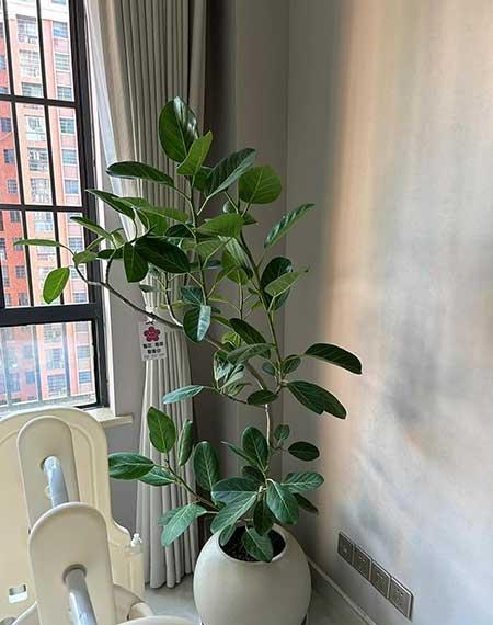 好养活的大叶客厅绿植