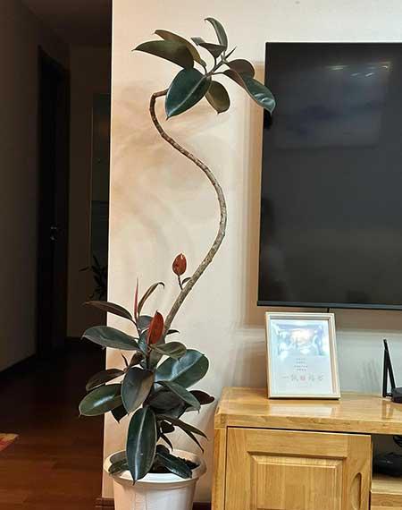 好养活的大叶客厅绿植