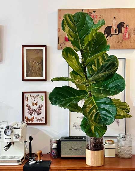 好养活的大叶客厅绿植