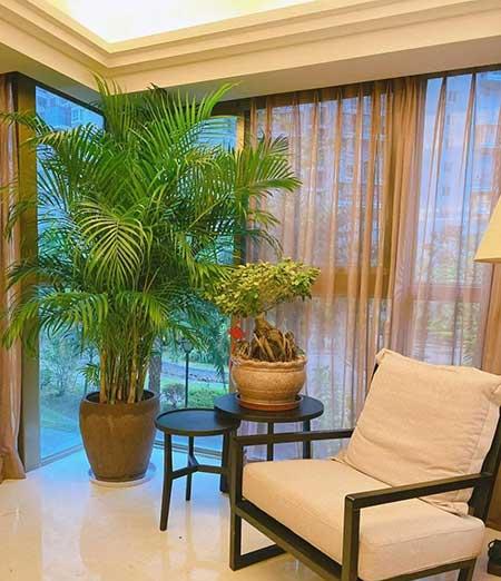 好养活的大叶客厅绿植