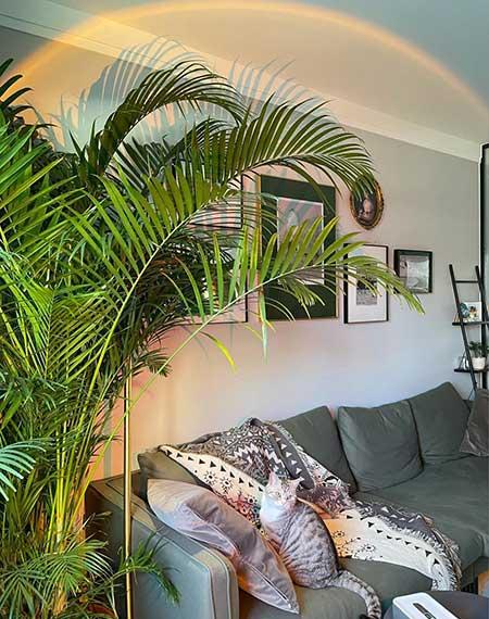 好养活的大叶客厅绿植