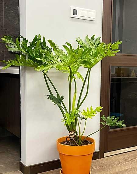 好养活的大叶客厅绿植