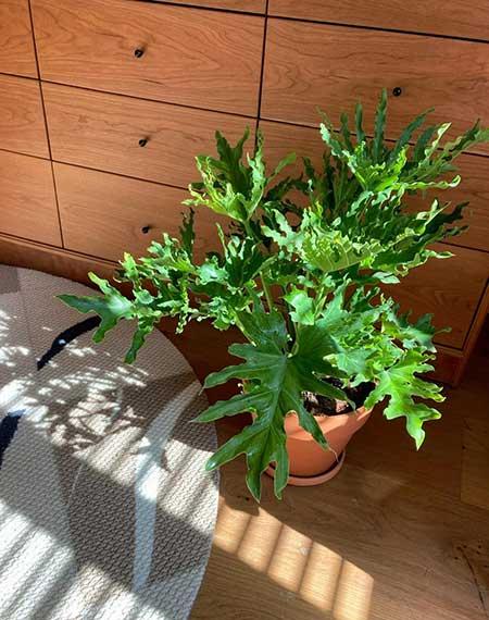 好养活的大叶客厅绿植