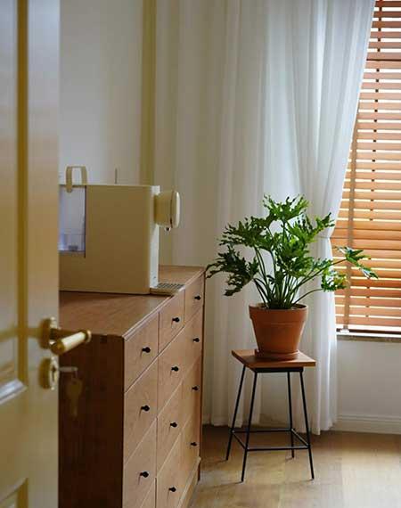 好养活的大叶客厅绿植