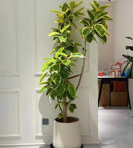 好养活的大叶客厅绿植