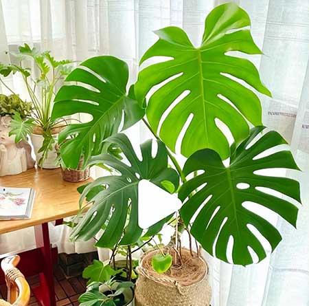 好养活的大叶客厅绿植