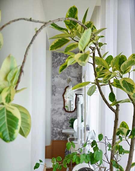 好养活的大叶客厅绿植