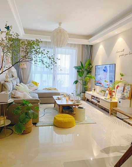 好养活的大叶客厅绿植